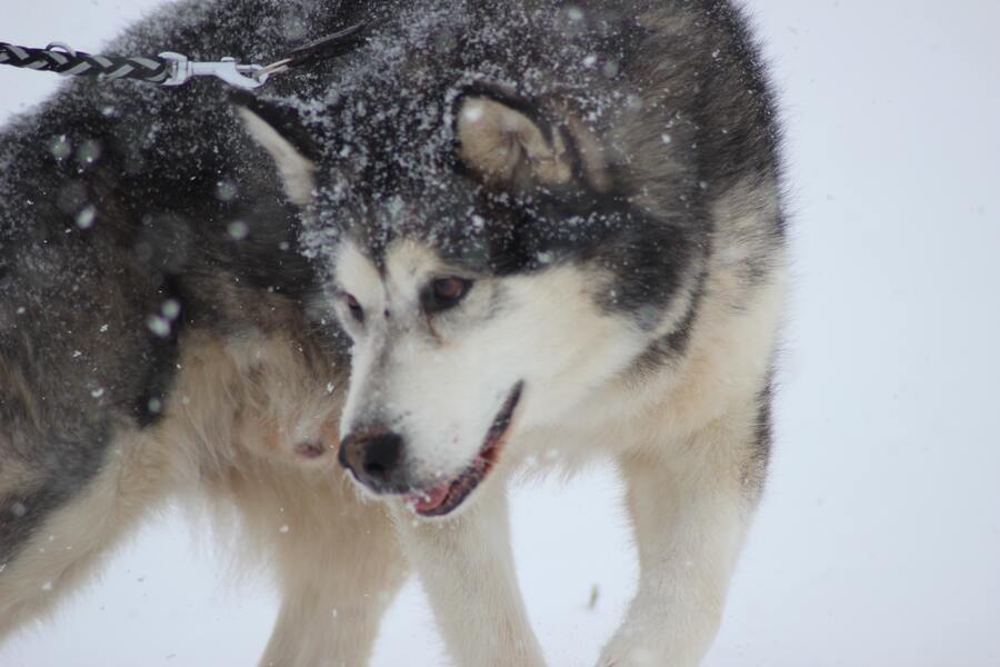 11 Dogs That Look Like Wolves | Tracki