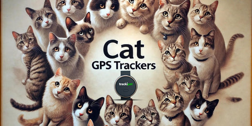 Cat GPS Trackers: Best Solution for Cat Safety | Tracki