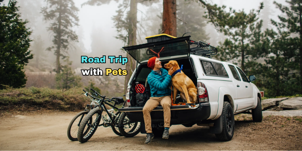 Tips for Safe and Enjoyable Road Trips with Your Pets | Tracki