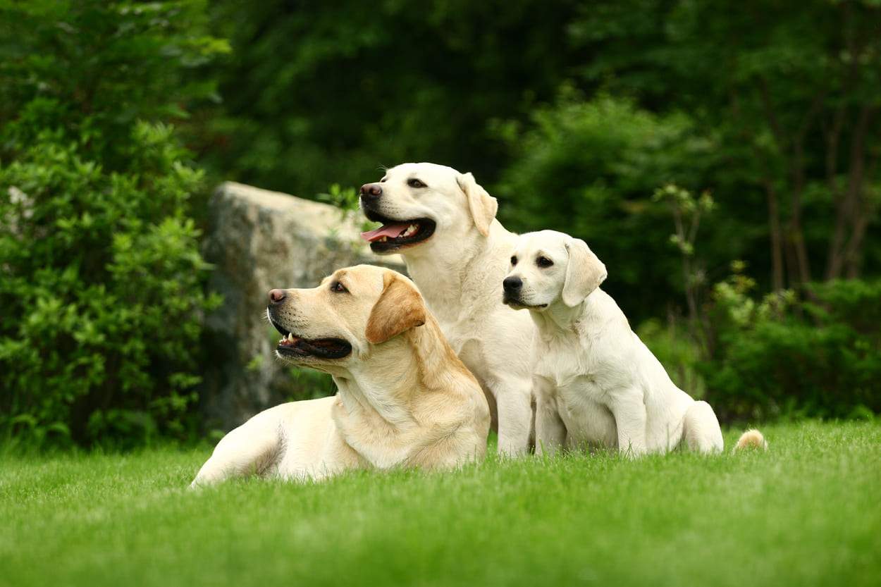 GPS Pet Tracking Devices Versus Microchips: Which Tracks Pets Better? | Tracki