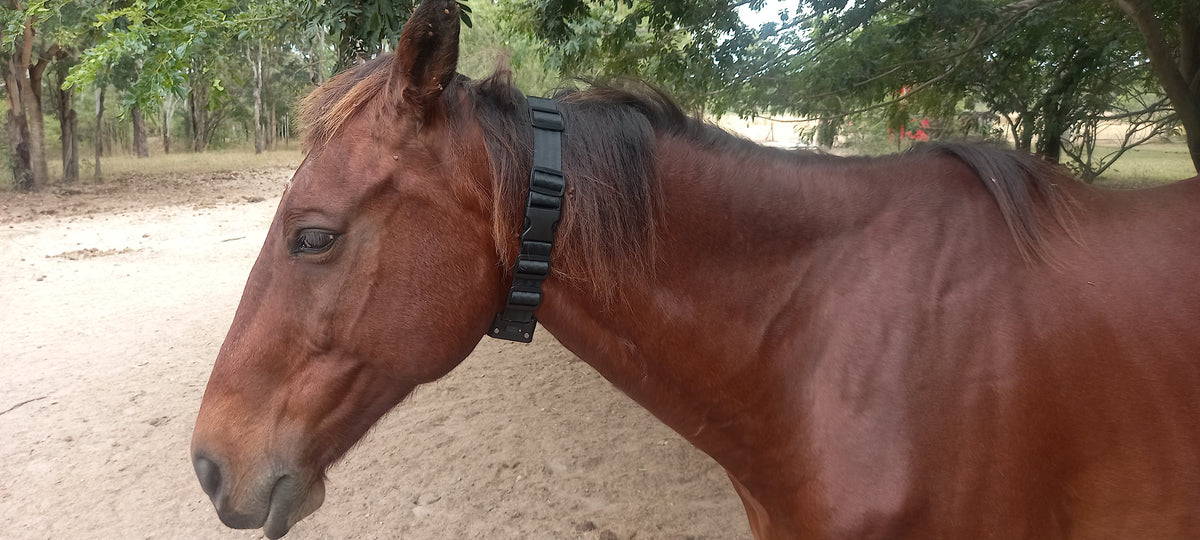 GPS Trackers for Horses