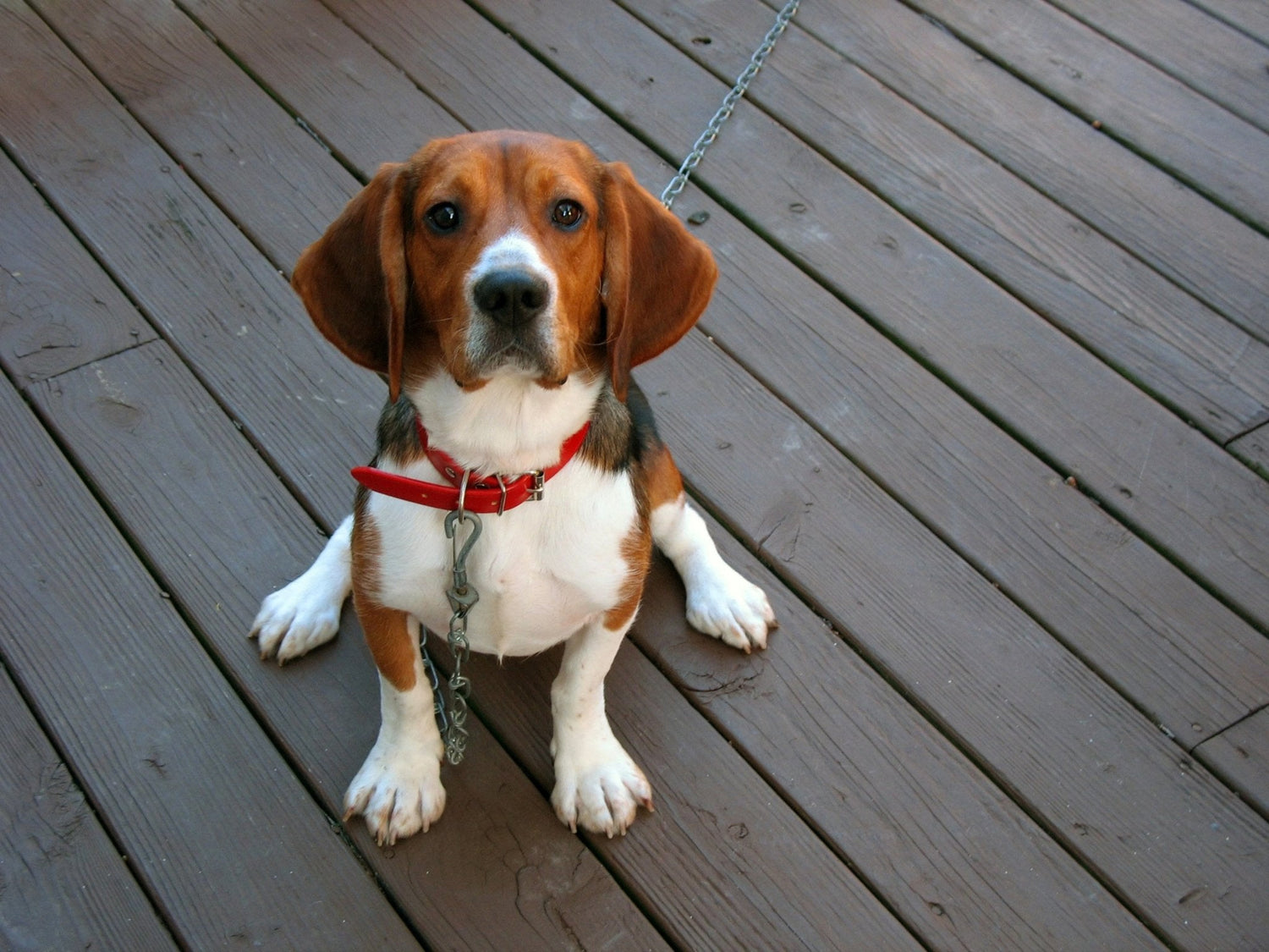 How a GPS Tracker Can Save Your Pet’s Life | Tracki