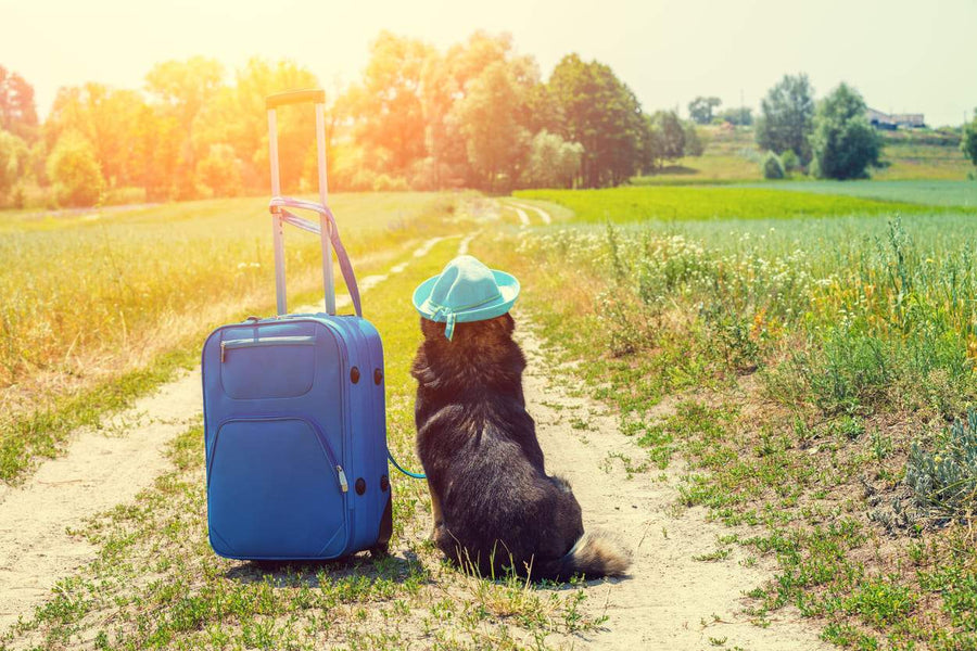 Tips for a Safe Flight with Your Pet