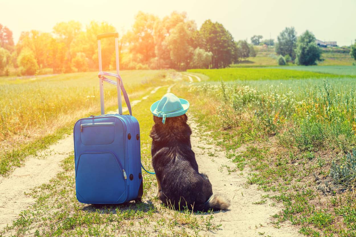 Tips for a Safe Flight with Your Pet | Tracki